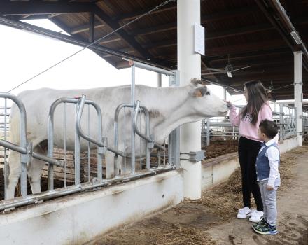 Animali all''interno del parco FICO a Bologna