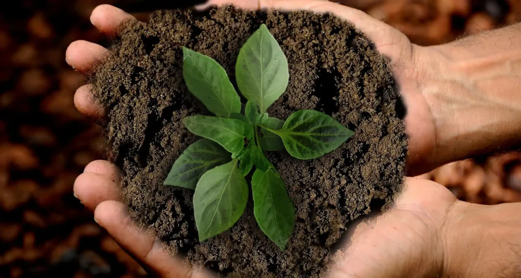 Nell'immagine una persona che tiene tra le mani un po' di terra e un germoglio,